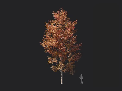 Autumn Colored Tree With Orange Red Leaves And Tall Trunk Near Silhouette Figure 3d model