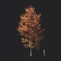 Autumn Colored Tree With Orange Red Leaves And Tall Trunk Near Silhouette Figure