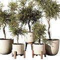 Multiple Potted Bonsai Plants With Green Foliage In Ceramic Pots And Wooden Stands
