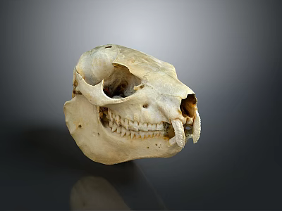 Detailed Animal Skull Specimen With Visible Teeth And Eye Sockets On Gray Background 3d model
