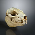 Detailed Animal Skull Specimen With Visible Teeth And Eye Sockets On Gray Background