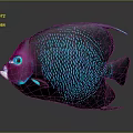 Vibrant Deep Purple Fish With Blue Spots And Blue Eyes On Gray Background