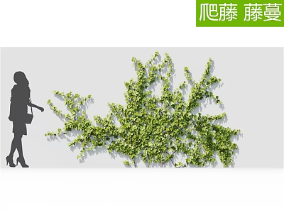 Climbing Green Vine Plant Growing On Wall With Woman Silhouette Standing Nearby 3d model