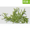 Climbing Green Vine Plant Growing On Wall With Woman Silhouette Standing Nearby