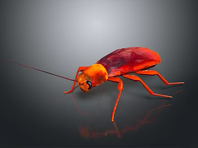 Red and Orange Cockroach with Long Antennae and Shiny Exoskeleton on Dark Background 3d model