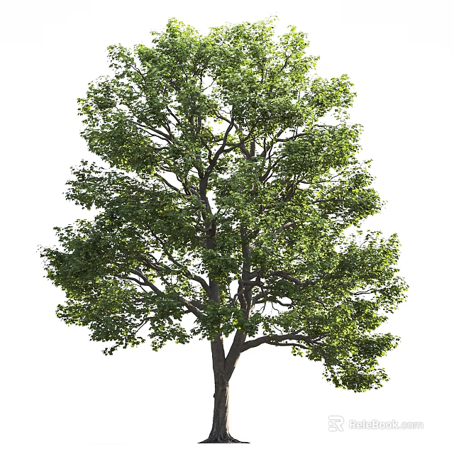 Tall Deciduous Tree With Lush Green Foliage And Sturdy Trunk In Natural Landscape 3d model 
