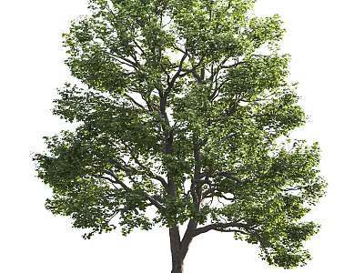 Tall Deciduous Tree With Lush Green Foliage And Sturdy Trunk In Natural Landscape 3d model