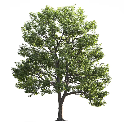 Tall Deciduous Tree With Lush Green Foliage And Sturdy Trunk In Natural Landscape 3d model