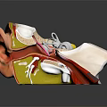3D Ear Anatomical Illustration Showing Detailed Internal Structure And Medical Components For Education