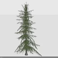 Tall Evergreen Pine Tree With Needle Leaves And Slender Trunk In Upright Shape
