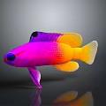 Vibrant Colorful Aquatic Fish With Pink Purple Yellow Scales And Reflection On Dark Background