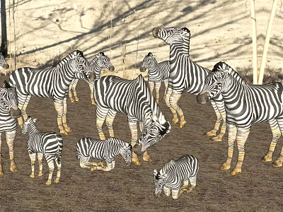 Herd of Zebras With Adult and Baby Members in Natural Grassland Environment 3d model