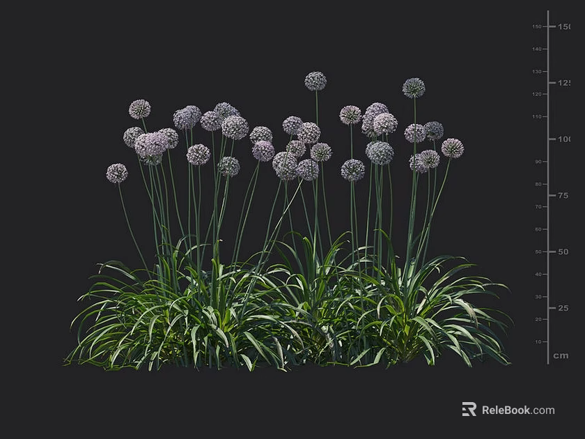 Purple Flowering Allium Plants With Green Leaves And Height Measurement 3d model 