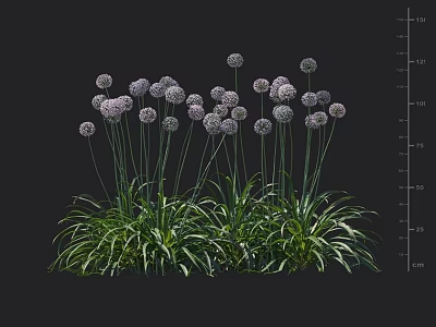 Purple Flowering Allium Plants With Green Leaves And Height Measurement 3d model