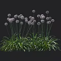 Purple Flowering Allium Plants With Green Leaves And Height Measurement