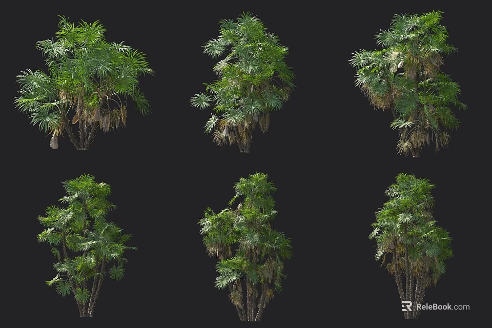 Arbor Trees With Multiple Trunks And Lush Foliage Displayed From Different Angles On Black Background 3d model