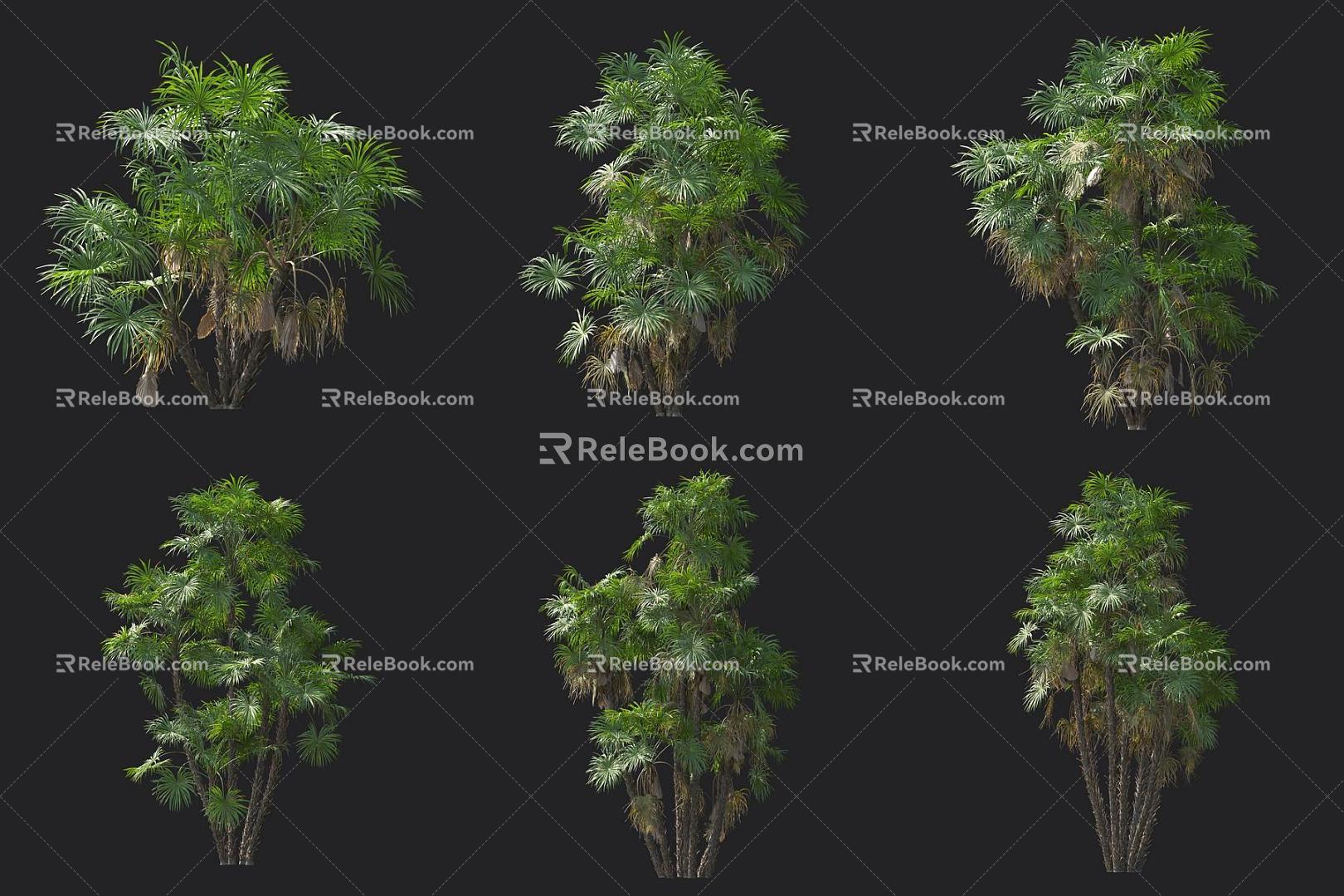 Moorland Palm 3d model