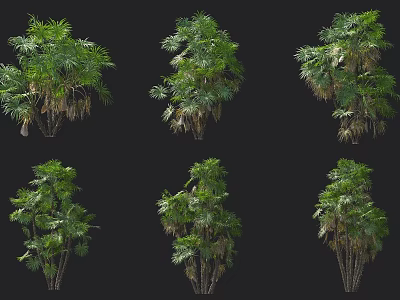 Arbor Trees With Multiple Trunks And Lush Foliage Displayed From Different Angles On Black Background 3d model