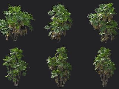 Moorland Palm 3d model