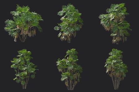 Moorland Palm 3d model