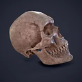 skull human skull fossil skull fossil skull head fossil 3d model