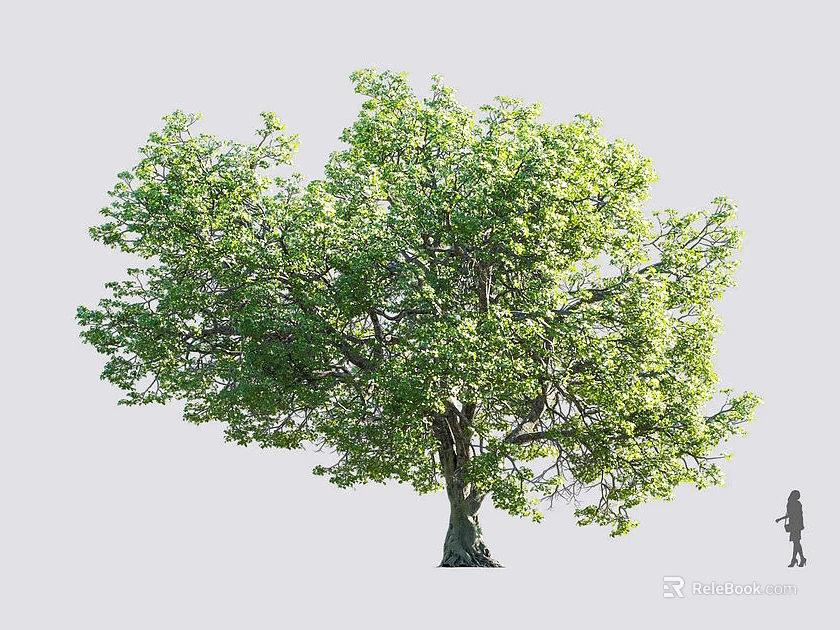 Lush Green Tree with Dense Foliage and a Person Standing Beside 3d model 