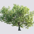 Lush Green Tree with Dense Foliage and a Person Standing Beside