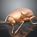 Shiny Golden Metallic Beetle with Reflection on Dark Background Close Up 3d model