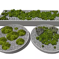 Decorative Green Plants And Moss In White Container With Round Trays And Stones