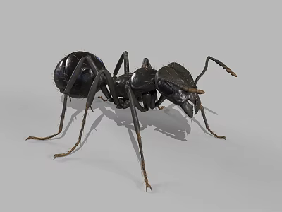 Detailed View Of Black Ant With Segmented Body Long Legs And Antennae 3d model