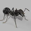 Detailed View Of Black Ant With Segmented Body Long Legs And Antennae