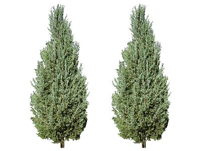 Two Tall Evergreen Arbor Trees With Lush Green Foliage And Straight Trunks 3d model