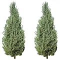 Two Tall Evergreen Arbor Trees With Lush Green Foliage And Straight Trunks