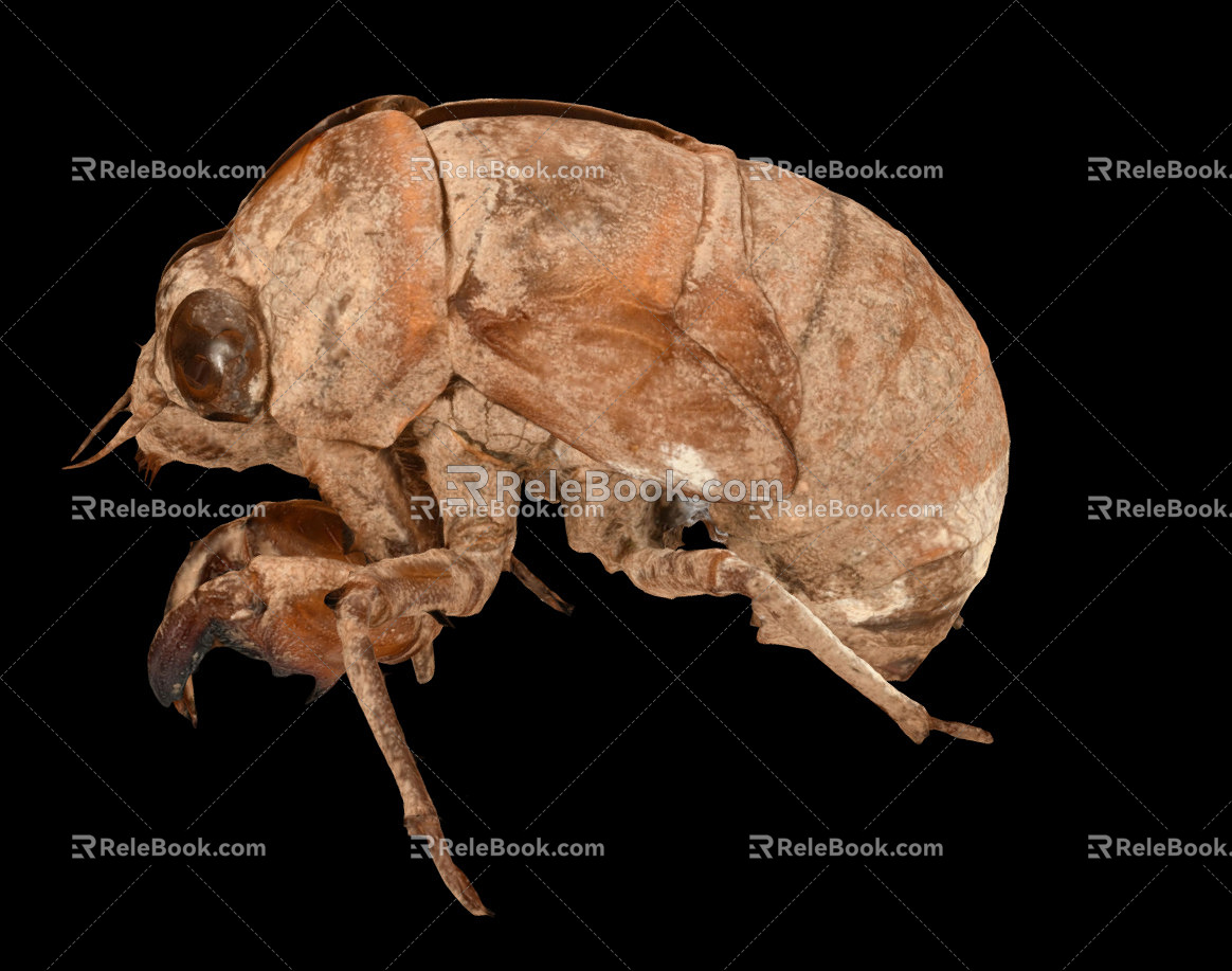 Modern Cicada Shelling 3d model