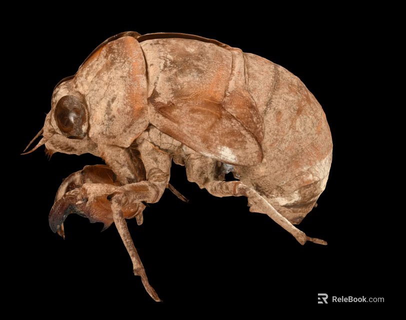 Close Up View Of Brown Flying Animal With Hard Exoskeleton And Wing Structure 3d model 