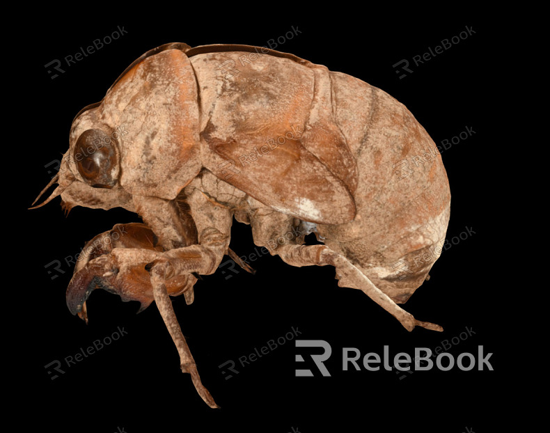 Modern Cicada Shelling model