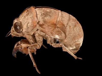 Close Up View Of Brown Flying Animal With Hard Exoskeleton And Wing Structure 3d model