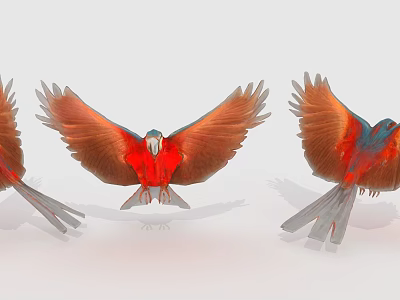 Vibrant Birds With Spread Wings Displaying Various Flying Poses Mid Flight 3d model