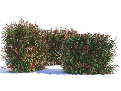 Vibrant Green And Red Leaf Shrubs For Garden Landscaping Design 3d model