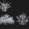 Cyclobalanopsis Shrub Varieties And Their Garden Landscaping Features
