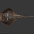 Brown Ray Fish With Flat Body Spots And Long Slender Tail On Dark 3d model