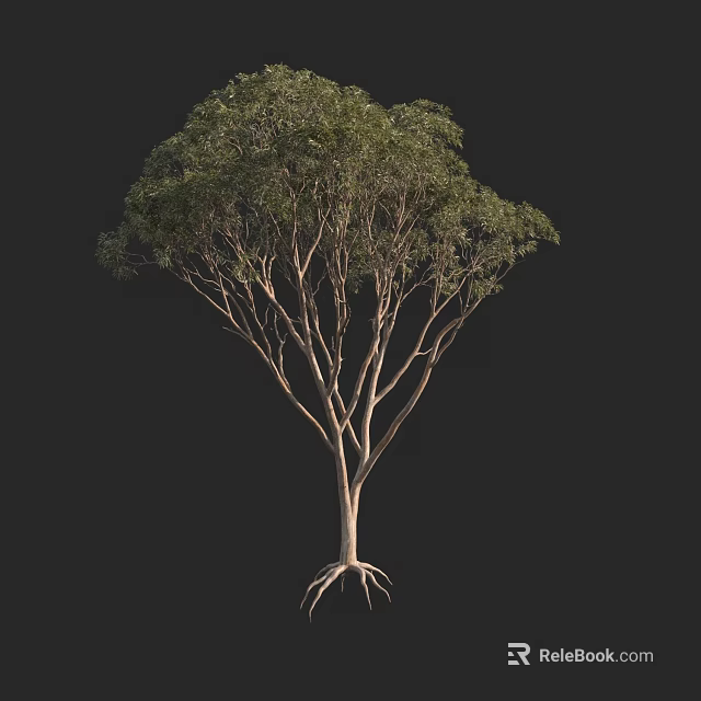 Tall Arbor Tree With Slender Trunk Spreading Branches And Lush Green Leaves 3d model 
