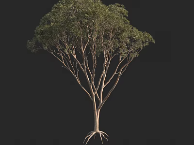 Tall Arbor Tree With Slender Trunk Spreading Branches And Lush Green Leaves 3d model
