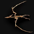 Dinosaur Fossil 4 Pterosaur Dinosaur Skeleton Dinosaur Skeleton 3d model