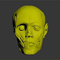 Colorful Human Head Model Showing Anatomical Facial Sections For Educational Use