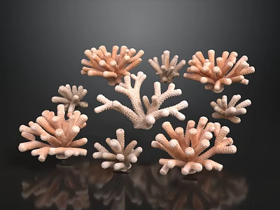Multiple Light Brown Coral Models On Black Background With Reflective Surface 3d model