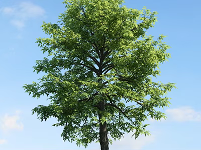 Tall Arbor With Lush Green Foliage Against Clear Blue Sky And White Clouds 3d model