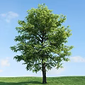 Tall Arbor With Lush Green Foliage Against Clear Blue Sky And White Clouds