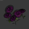 Purple Fluffy Pom Pom Plant With Green Leaves And Stems Against Dark Background