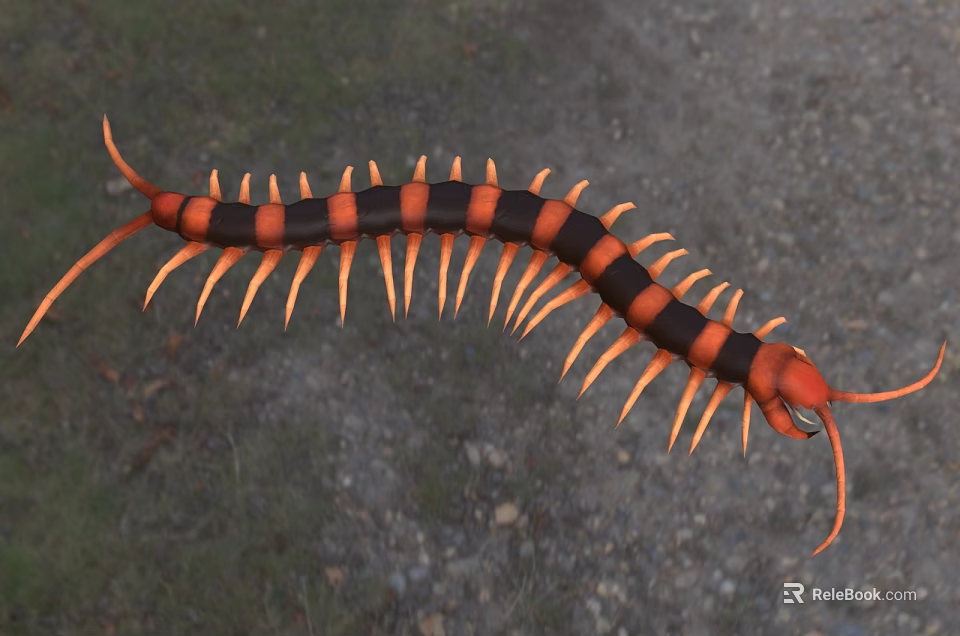 Black and Red Striped Reptile with Curved Body in Natural Ground Grass Habitat 3d model 